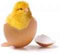chick