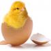 chick